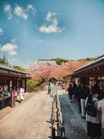Tokio, ty, 2023 - toerisme gedurende voorjaar in de straten van Japan foto