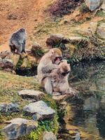 twee apen leven in Japans natuur foto