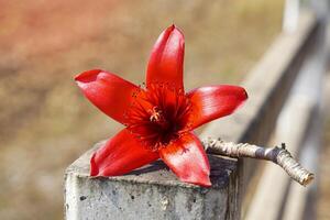 rood katoen boom is een meerjarig fabriek. bloesems Bij de loopt af van de takken. de single bloemen zijn groot en geclusterd in rood en oranje. de baseren van de bloem is een solide kop of kelk zit vast samen. foto