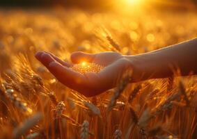 ai gegenereerd vrouw hand- voorzichtig aanraken gouden tarwe oor in de tarwe veld- Bij zonsondergang foto