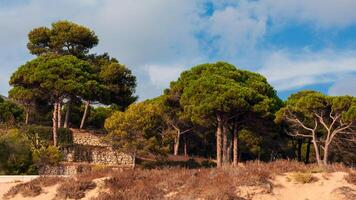 pijnboom bomen Aan de kust van costa bravoure, Catalonië, Spanje foto