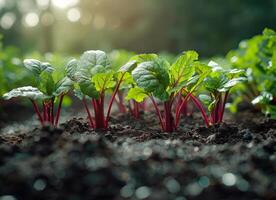 ai gegenereerd jong rode biet planten groeit in de bodem foto