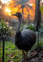 ai gegenereerd struisvogel staand Aan hek in de zonsondergang foto