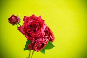 bloemen van mooi bloeiend rood roos Aan groen achtergrond. foto