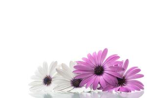 mooi wit en Purper osteospermum bloemen Aan wit achtergrond foto