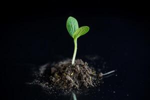 groen spruiten groeit van bodem Aan zwart achtergrond foto