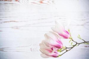 Afdeling met bloeiend roze magnolia bloemen Aan houten achtergrond foto