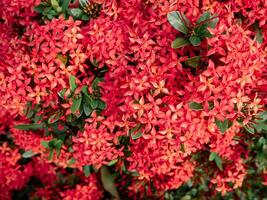 mooi en weelderig rood bloemen van ixora coccinea in de tuin achter de huis foto