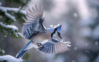 ai gegenereerd een blauw gaai lanceert van een ijzig pijnboom boom foto