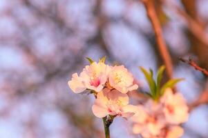 extreem detailopname van roze amandel bloesems tegen blauw lucht - selectief focus 12 foto