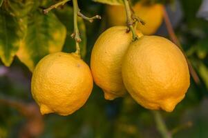 trossen van vers geel rijp citroenen Aan citroen boom takken in tuin 3 foto