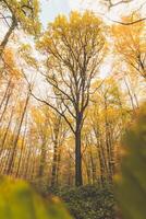 kleurrijk herfst Woud in de Brabants houten nationaal park. kleur gedurende oktober en november in de belgisch platteland. de verscheidenheid van adembenemend natuur foto