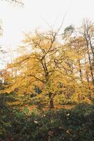 kleurrijk herfst Woud in de Brabants houten nationaal park. kleur gedurende oktober en november in de belgisch platteland. de verscheidenheid van adembenemend natuur foto