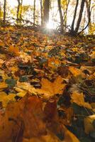 kleurrijk herfst Woud in de Brabants houten nationaal park. kleur gedurende oktober en november in de belgisch platteland. de verscheidenheid van adembenemend natuur foto