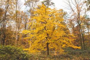 kleurrijk herfst Woud in de Brabants houten nationaal park. kleur gedurende oktober en november in de belgisch platteland. de verscheidenheid van adembenemend natuur foto