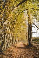 kleurrijk herfst Woud in de Brabants houten nationaal park. kleur gedurende oktober en november in de belgisch platteland. de verscheidenheid van adembenemend natuur foto