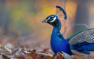 ai gegenereerd pauwen bloeiend in de levendig herfst landschap foto