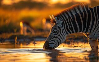 ai gegenereerd dichtbij omhoog van een jong zebra blussen haar dorst in een rustig vijver foto