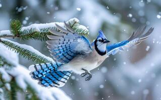 ai gegenereerd een blauw gaai met uitgestrekt Vleugels klaargemaakt naar land- Aan een besneeuwd pijnboom foto