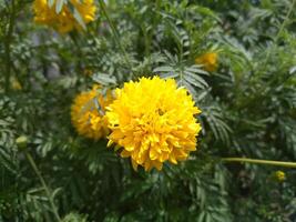 dichtbij omhoog van mooi goudsbloem bloem of Tagetes erectie, Mexicaans, aztec of Afrikaanse goudsbloem, in de tuin foto