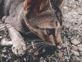 portret van een kat staren naar beneden haar prooi foto