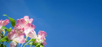 roze alstroemeria onscherp bloemen Aan een blauw achtergrond. foto