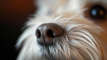 ai gegenereerd gedetailleerd detailopname van een pluizig wit honden neus- en haar- met focus Aan structuur en details foto