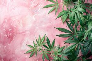 ai gegenereerd vers groen marihuana hennep bladeren kader Aan pastel roze achtergrond met kopiëren ruimte foto