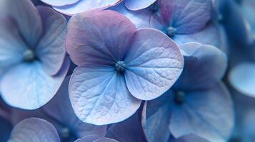 ai gegenereerd regendruppels Aan hortensia bloemen macro fotografie foto