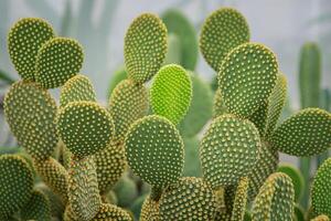 dichtbij omhoog Aan opuntia microdasys konijn oor cactus een van meest populair sappig kamerplant foto