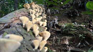 wild champignons groeit Aan boom schors in zonlicht foto