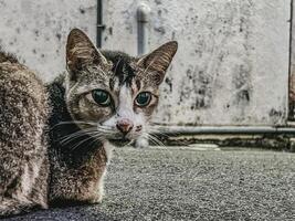 nieuwsgierig kat verkennen stedelijk mysteries foto