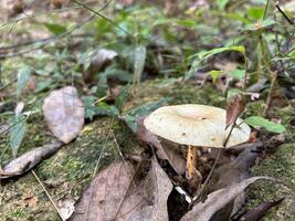 wild paddestoel temidden van Woud kreupelhout foto