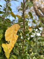 gouden herfst blad temidden van groen foto