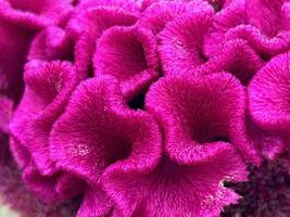 fluwelig roze celosia bloesem in detailopname foto