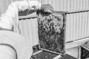 gevleugelde bij vliegt langzaam naar imker en verzamelt nectar op privé bijenstal foto