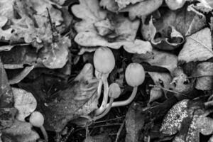 fotografie naar thema groot mooi giftig paddestoel in Woud Aan bladeren achtergrond foto