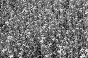 fotografie Aan thema prima wild groeit bloem mosterd Aan achtergrond weide foto