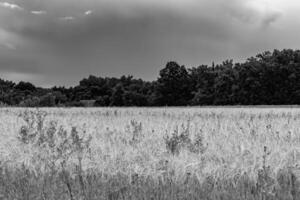 fotografie Aan thema groot tarwe boerderij veld- voor biologisch oogst foto