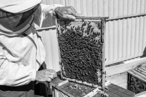 gevleugelde bij vliegt langzaam naar imker en verzamelt nectar op privé bijenstal foto