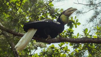 een julang emas of rhyticeros undulatus vogel is poseren in voorkant visie foto