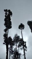 silhouet van pijnboom bomen in de mist, laag hoek visie foto