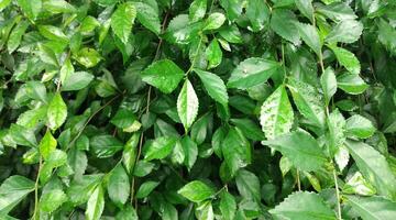 groen bladeren achtergrond met regen druppels. natuurlijk groen bladeren achtergrond. groen bladeren achtergrond. foto