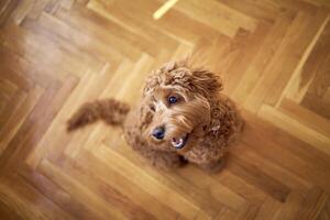 nieuwsgierig cockapoo meisje looks omhoog Bij de camera foto