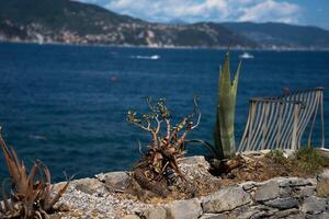 vetplanten toenemen Aan de rotsachtig oppervlakte van de Italiaans kust foto