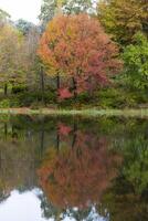 rood herfst gekleurde bomen reflecterend Aan de water foto