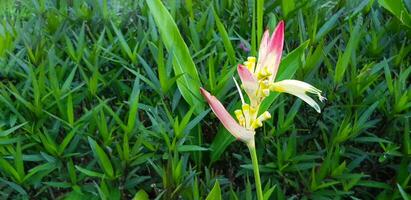 mooi orchidee of rood en wit bloem bloeiend met groen bladeren patroon achtergrond. bloemen of flora en natuurlijk behang. foto