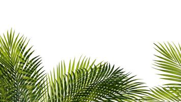 zomer tropisch palm bladeren. exotisch palmen boom. wit achtergrond foto