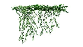 fabriek en bloem Liaan groen klimop bladeren keerkring hangen, beklimming geïsoleerd Aan wit achtergrond foto