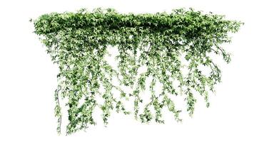 fabriek en bloem Liaan groen klimop bladeren keerkring hangen, beklimming geïsoleerd Aan transparant achtergrond foto